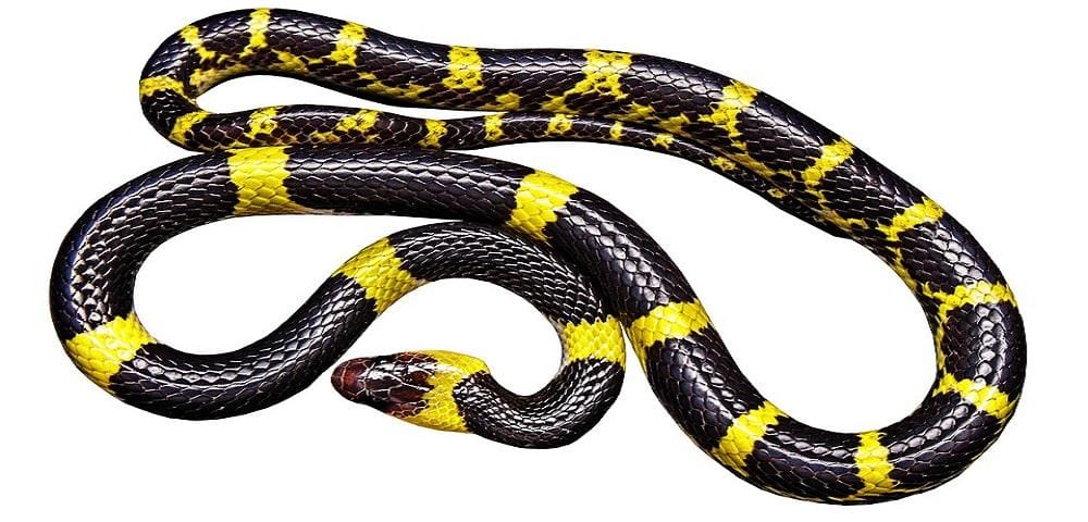 Sfondo