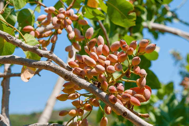 Sagra del Pistacchio