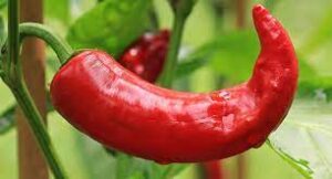 Peperoncino