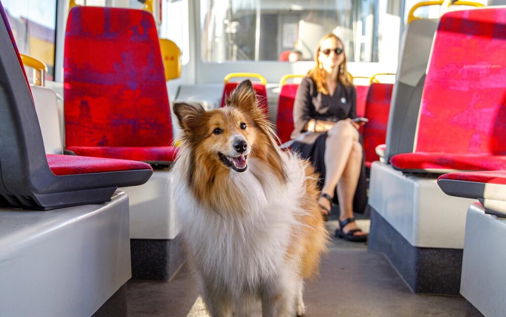 Cani e gatti viaggiano gratis