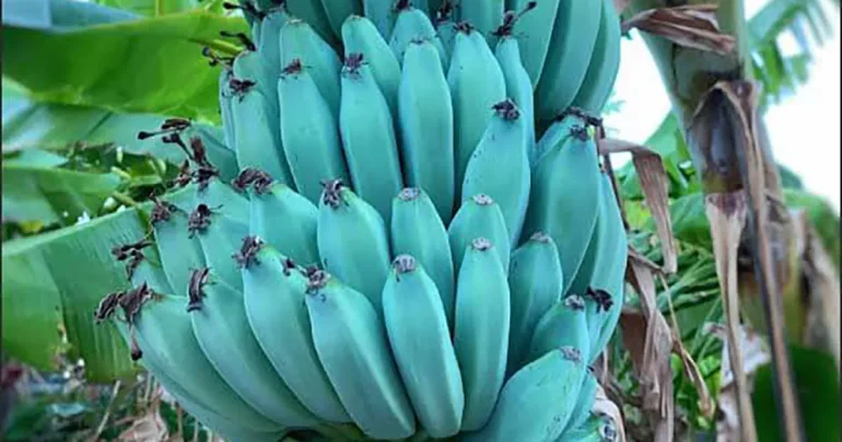 Banana Blue