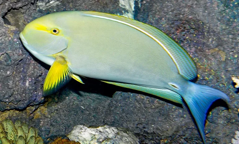In Sicilia arriva il pesce chirurgo