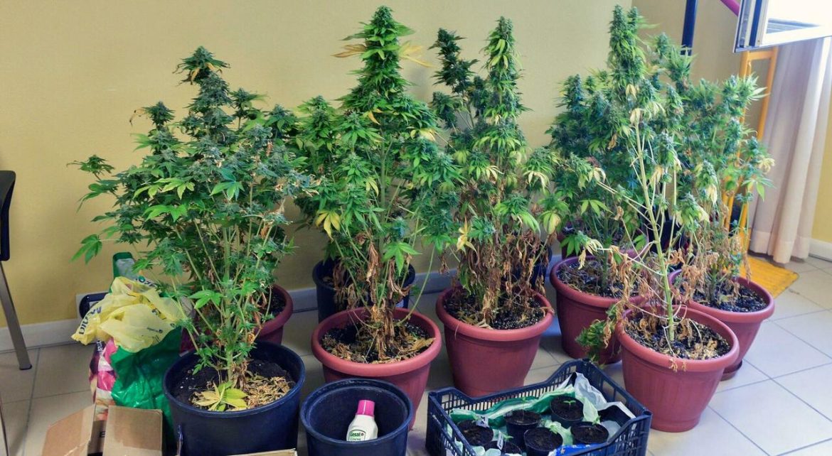 Piantagione di marijuana in casa