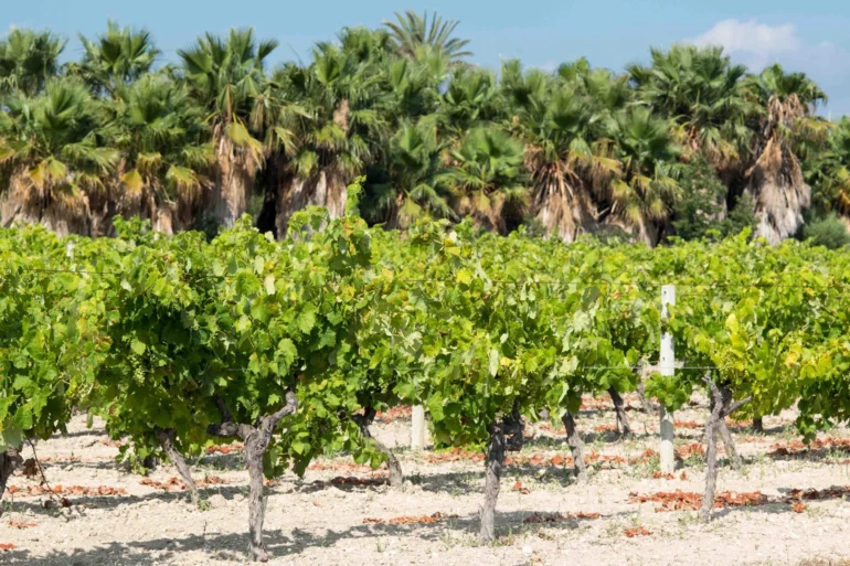 Clima tropicale in Italia