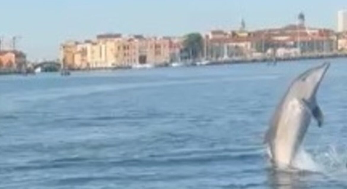 delfino a Venezia