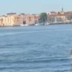 delfino a Venezia