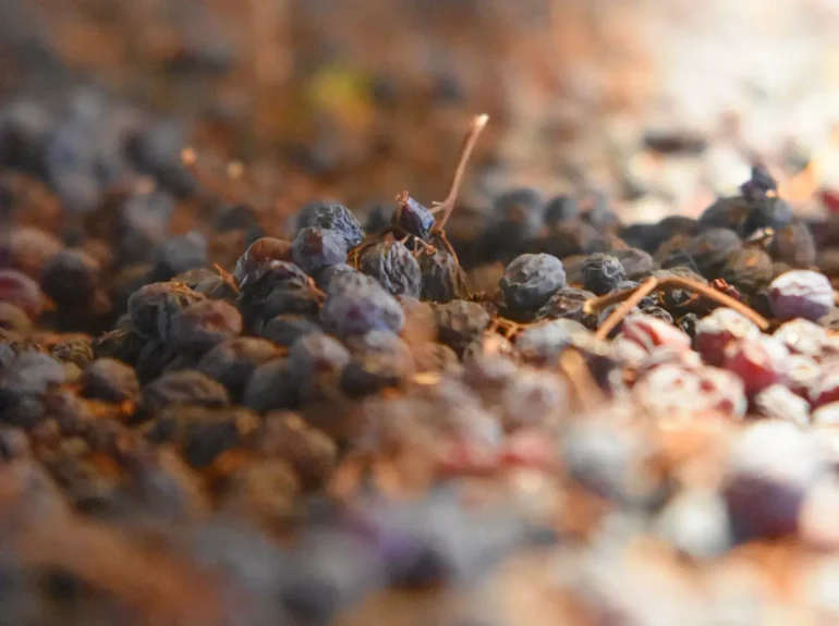  Valpolicella: il rito dell’appassimento delle uve