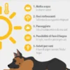 Caldo e animali domestici: come proteggere cani e gatti dal colpo di calore