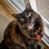 E se il tuo gatto potesse parlare? L’intelligenza artificiale prova a tradurre i suoi miagolii