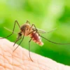 Perché le zanzare pungono sempre te? Non è una questione di “sangue dolce”
