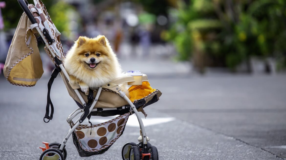 Pet Parenting