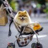 Pet Parenting, sempre più giovani preferiscono un cane o un gatto ai figli: ma attenzione a trattarli come bambini