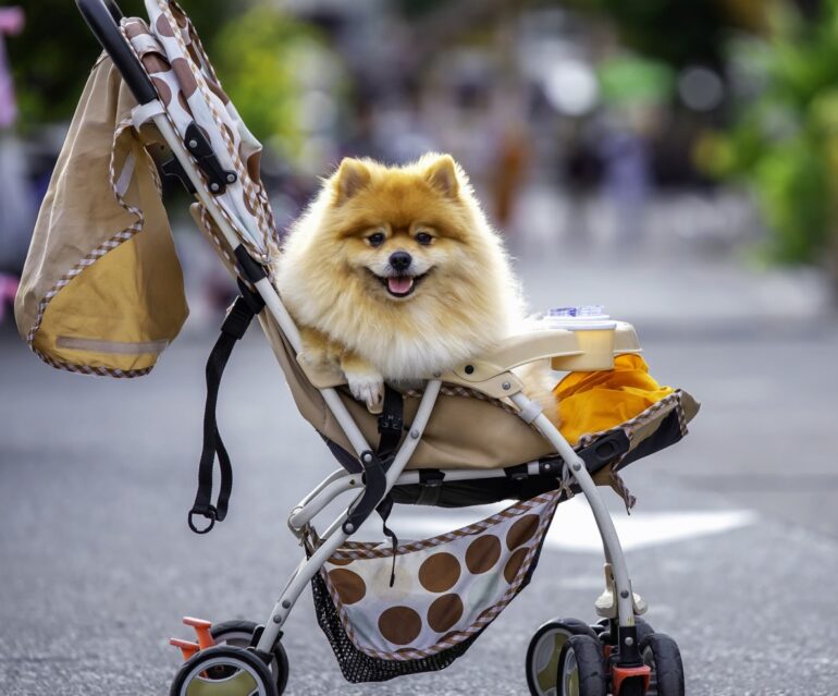 Pet Parenting