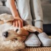 Quanto costa mantenere un animale domestico? Ecco quanto spendono gli italiani ogni mese