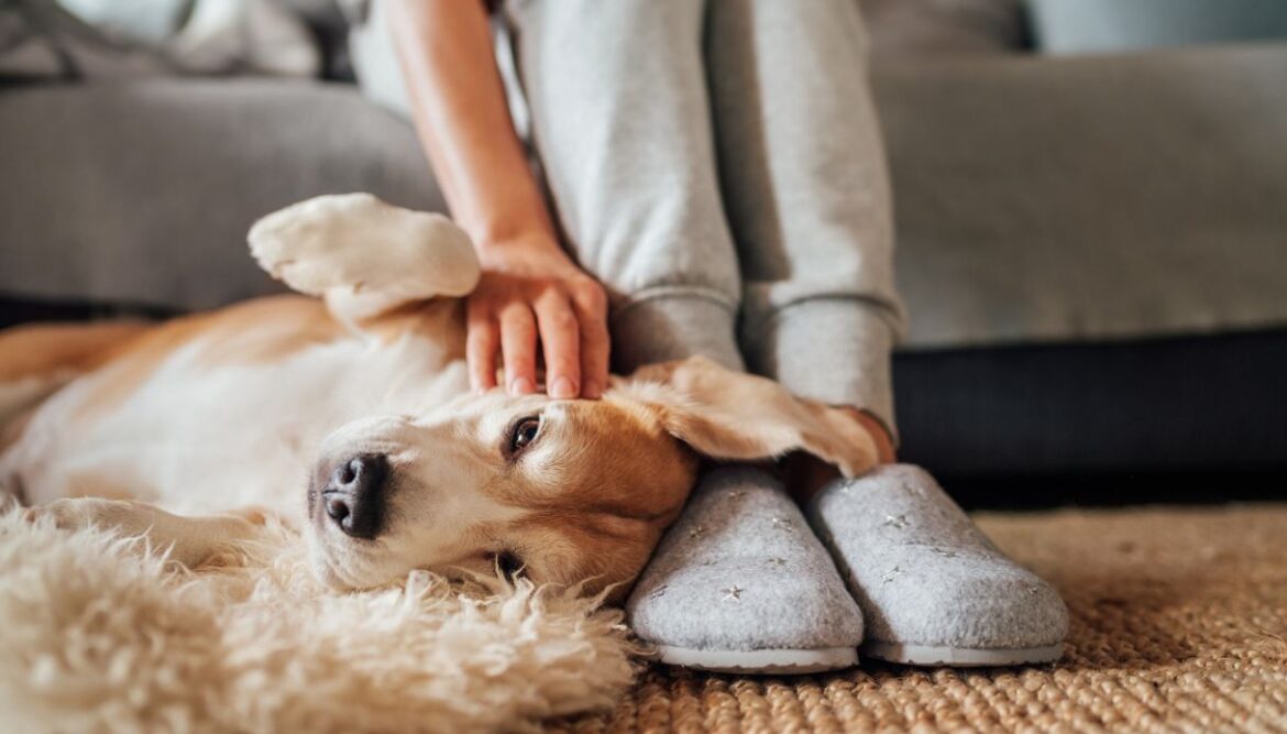 quanto costa mantenere un animale domestico