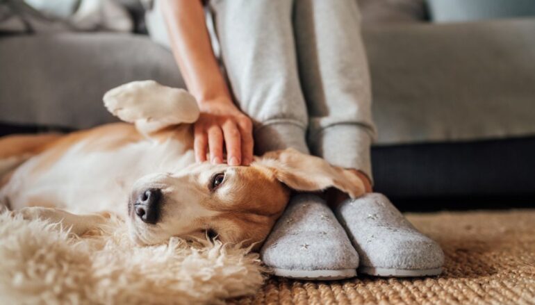 quanto costa mantenere un animale domestico